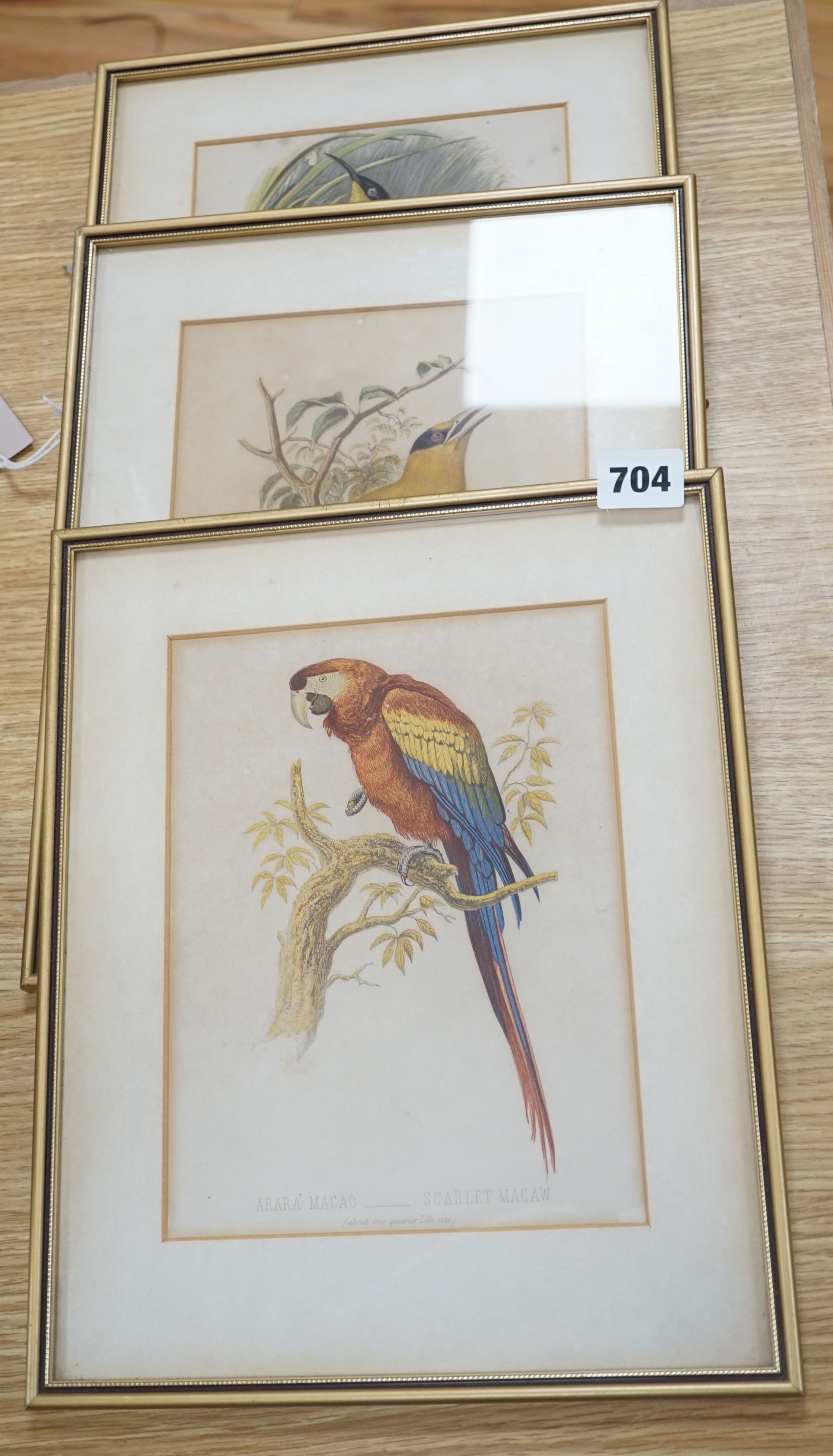 Three Victorian hand coloured lithographs of exotic birds from Cassell’s book of birds, 21.5cm x 16cm